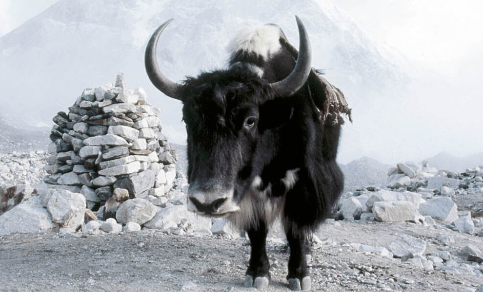 Domaniecki Carpetence Teppiche Domaniecki Carpetence Teppiche