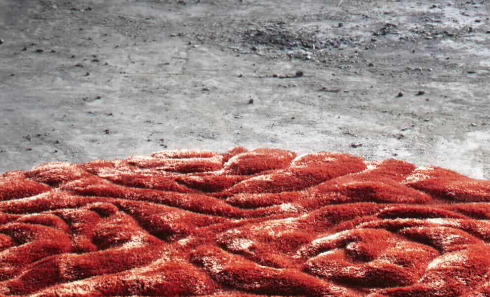 Stepevi Teppiche Stepevi Teppiche