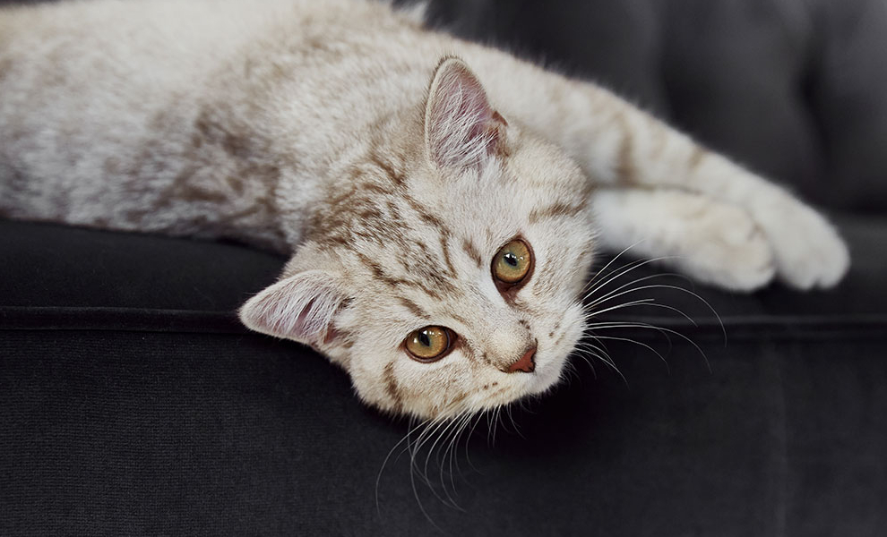 Penthouse Boiserie Stil Penthouse Boiserie Stil